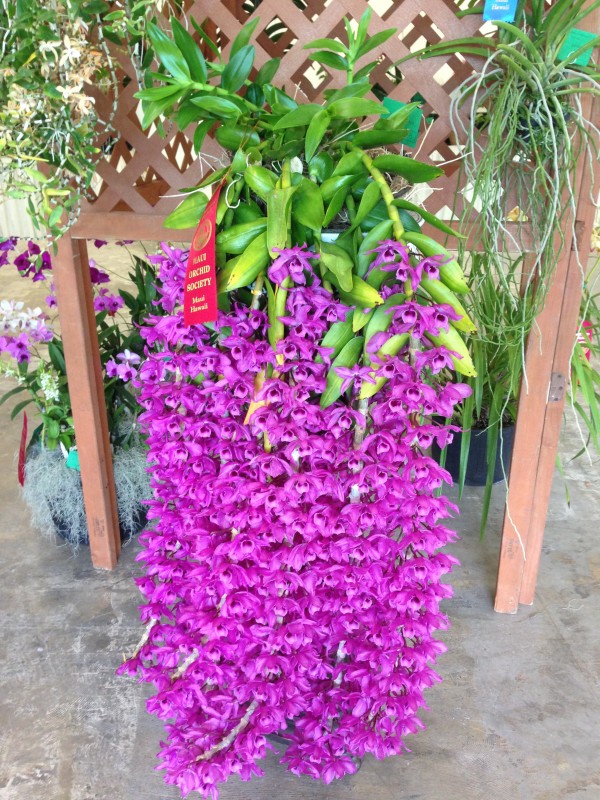 Basic%20Orchid%20Care%20-%20How%20to%20Take%20Care%20of%20Orchids%20in%20Hawaii%20-%20Hawaii%20Real%20%20Estate%20Market%20&%20Trends%20|%20Hawaii%20Life