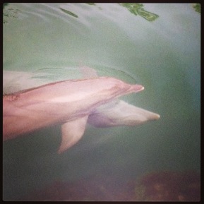  Dolphins at the Kahala Hotel and Resort