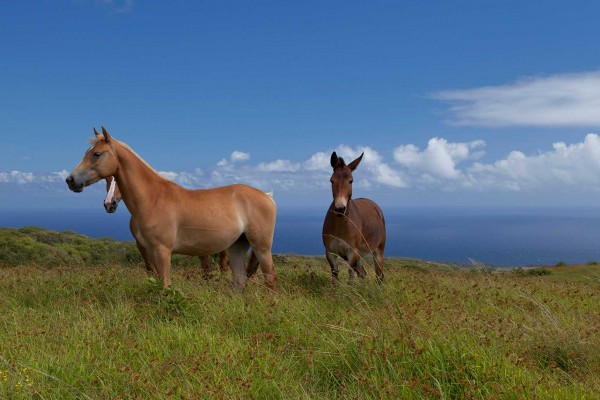 Horses on 485-acre property for sale