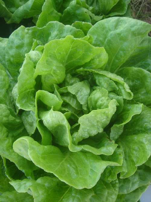 Luana lettuce