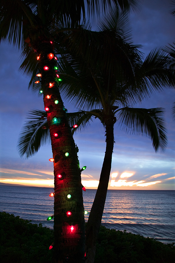 Palm trees lights