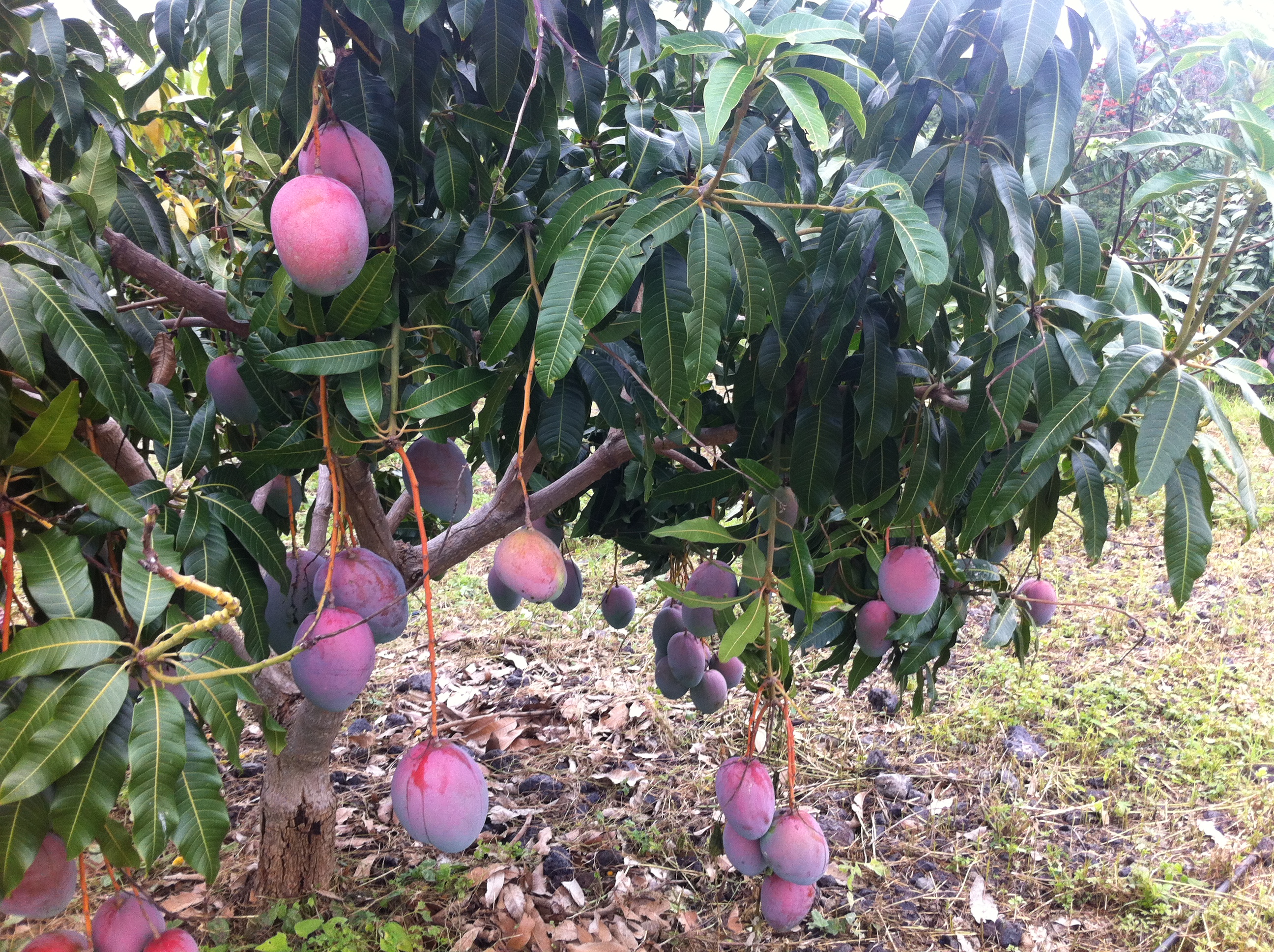 6 varieties comprise 120 Mango Tree orchard
