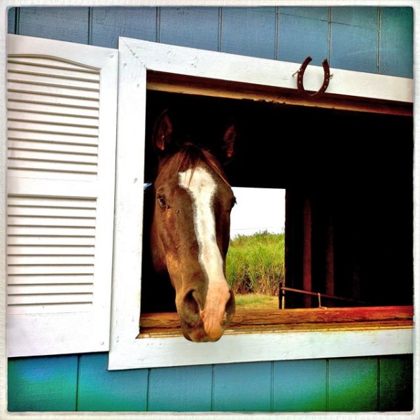 Find a great horse property on Maui