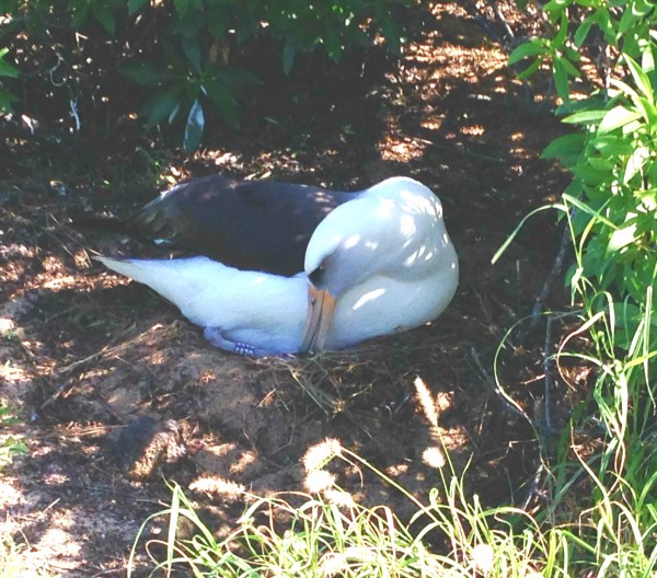 Nesting on a single egg, the females and males take turns