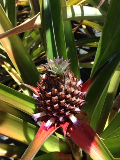 Baby White Pineapple at Sage Farms 