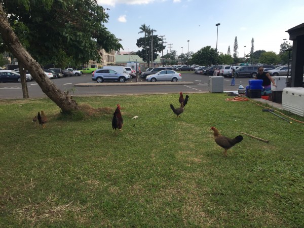 Right outside the PX on Schofield Barracks