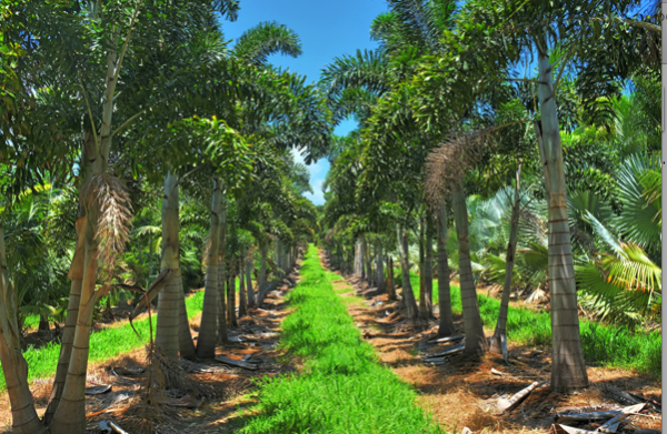 palm tree stock for sale on Hawaii Island