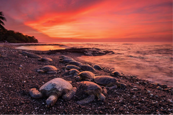 Sea Turtles Sunset