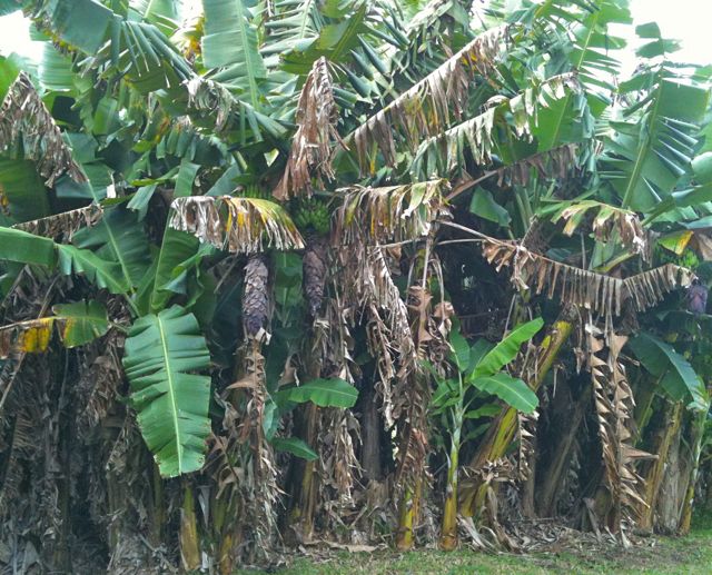 A banana patch in Haiku Maui
