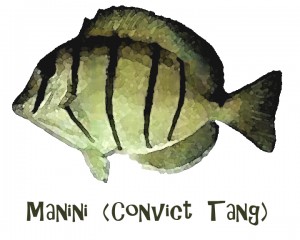 Manini Hawaiian Reef Fish 