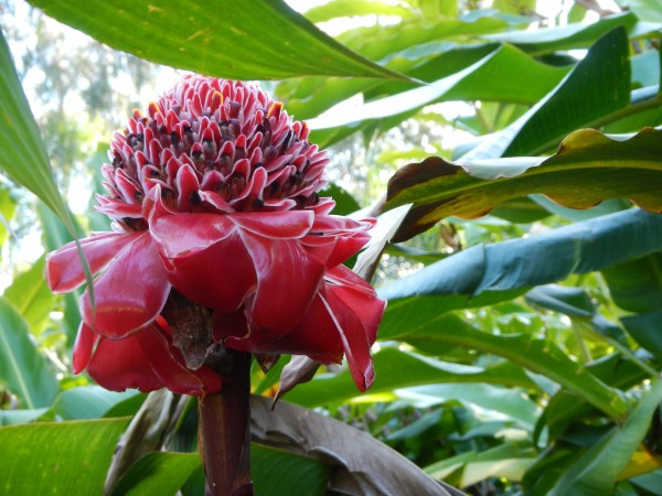 *Torch Ginger